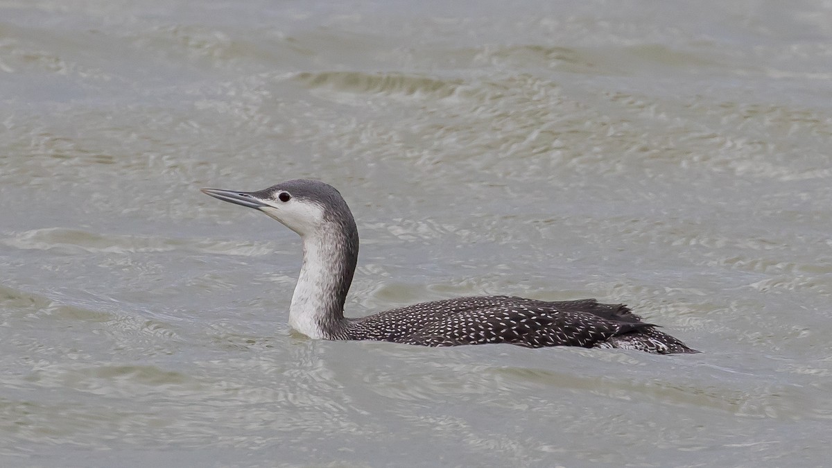 Red-throated Loon - ML646573097
