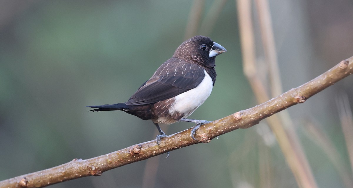 panenka bronzová - ML646573099