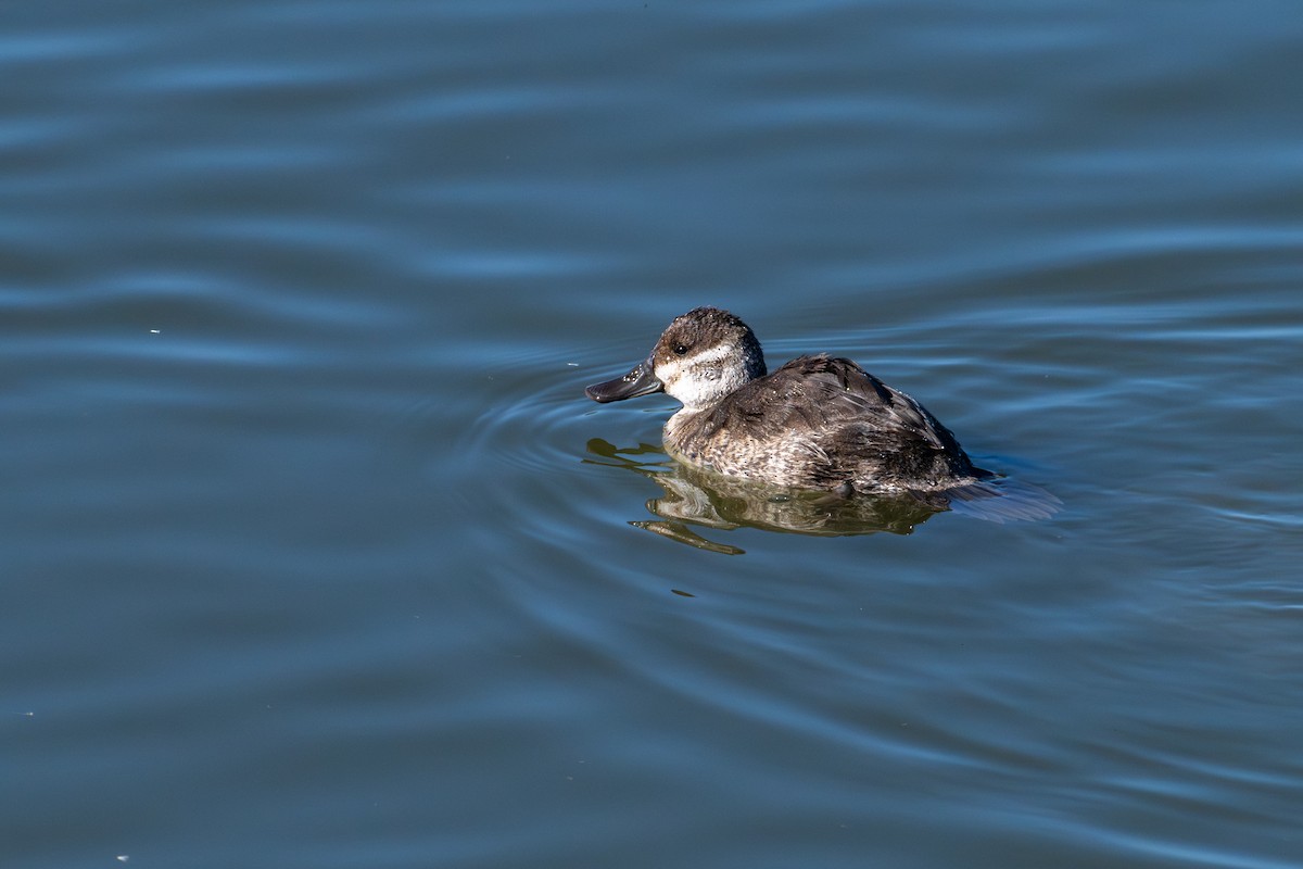 Ruddy Duck - ML646573100