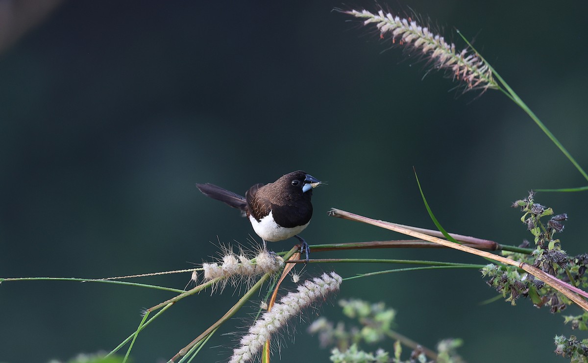 panenka bronzová - ML646573102