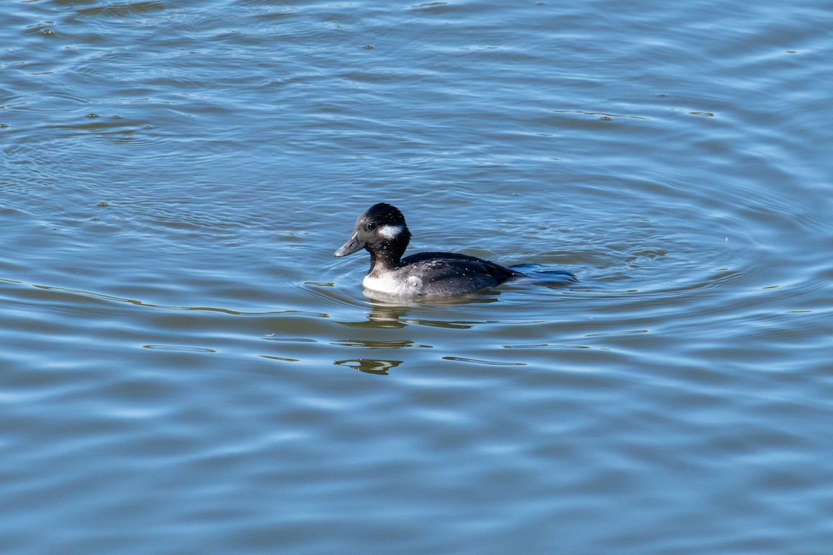 Bufflehead - ML646573103