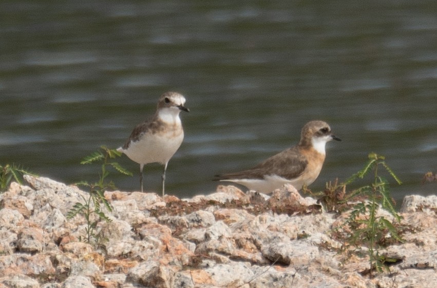 Tibetan Sand-Plover - ML646573107