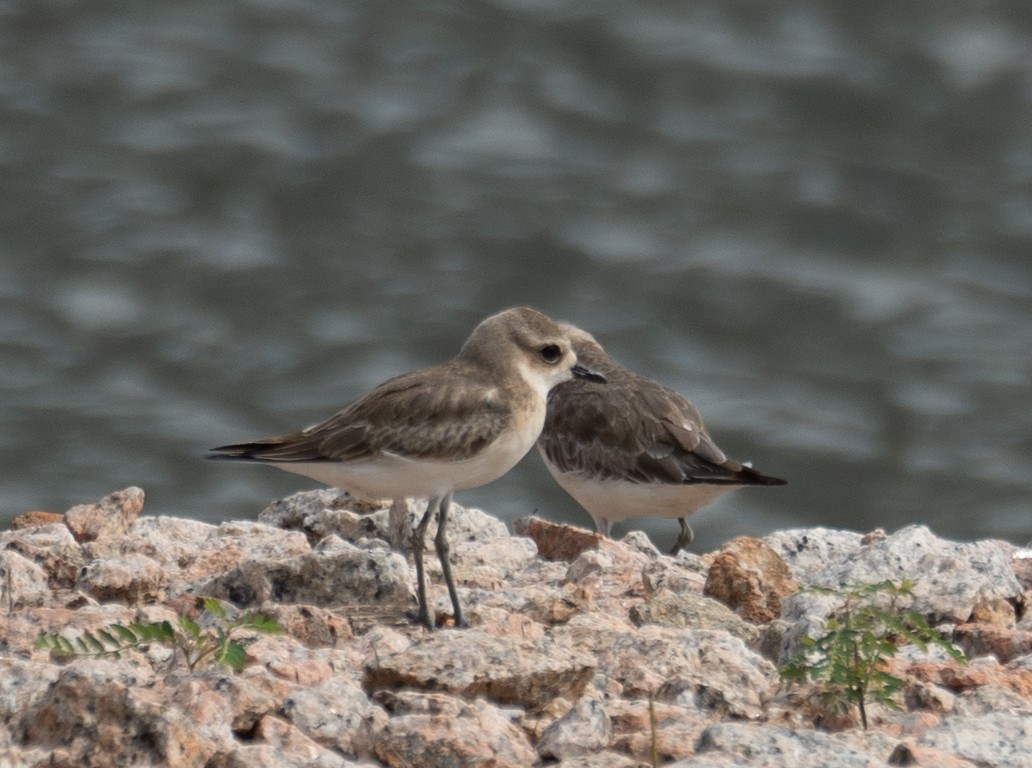 Tibetan Sand-Plover - ML646573110