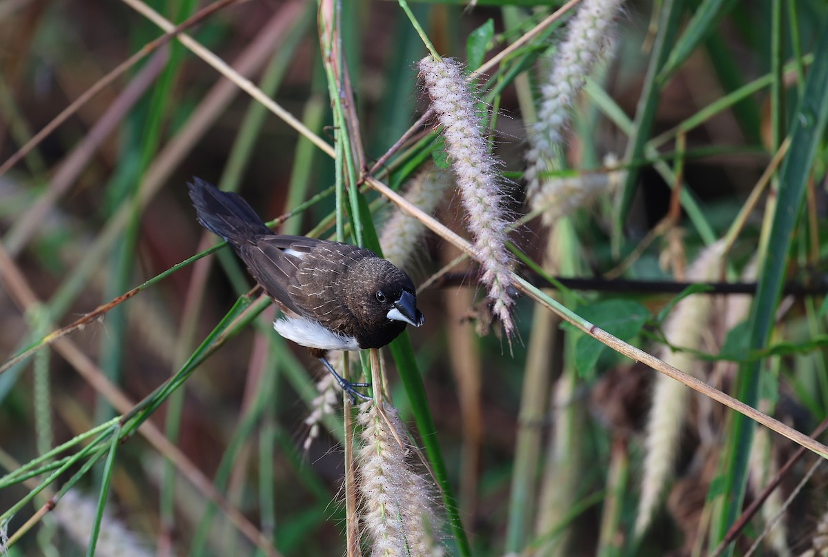 panenka bronzová - ML646573111