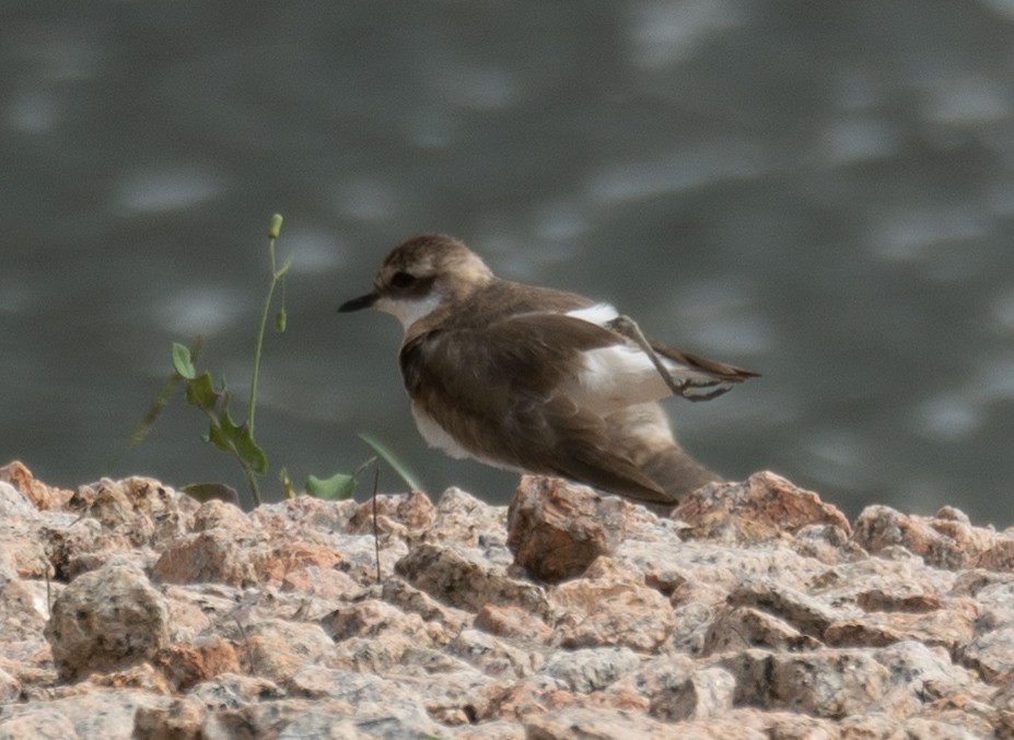 Tibetan Sand-Plover - ML646573113