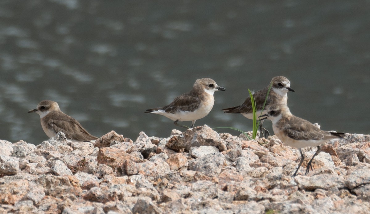 Tibetan Sand-Plover - ML646573114