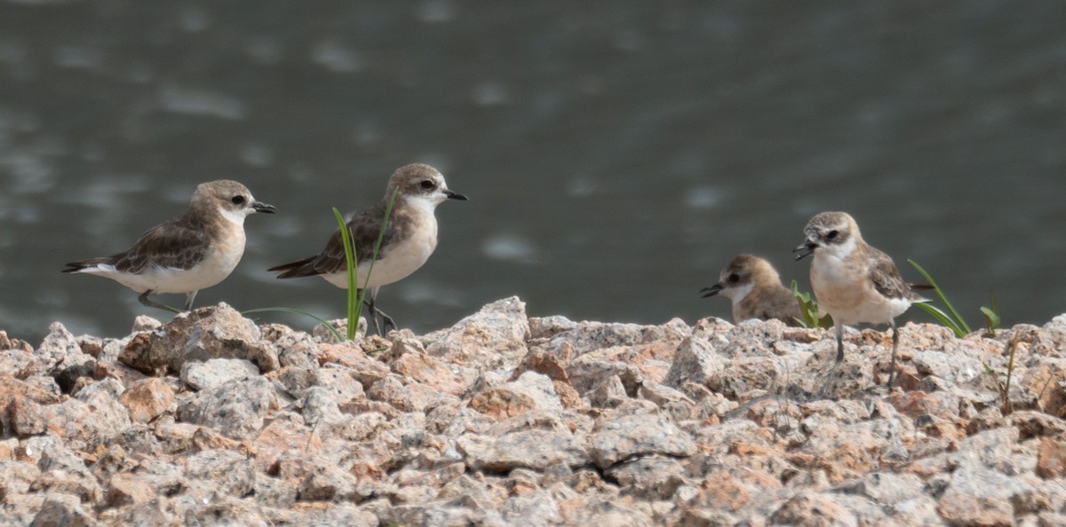 Tibetan Sand-Plover - ML646573115