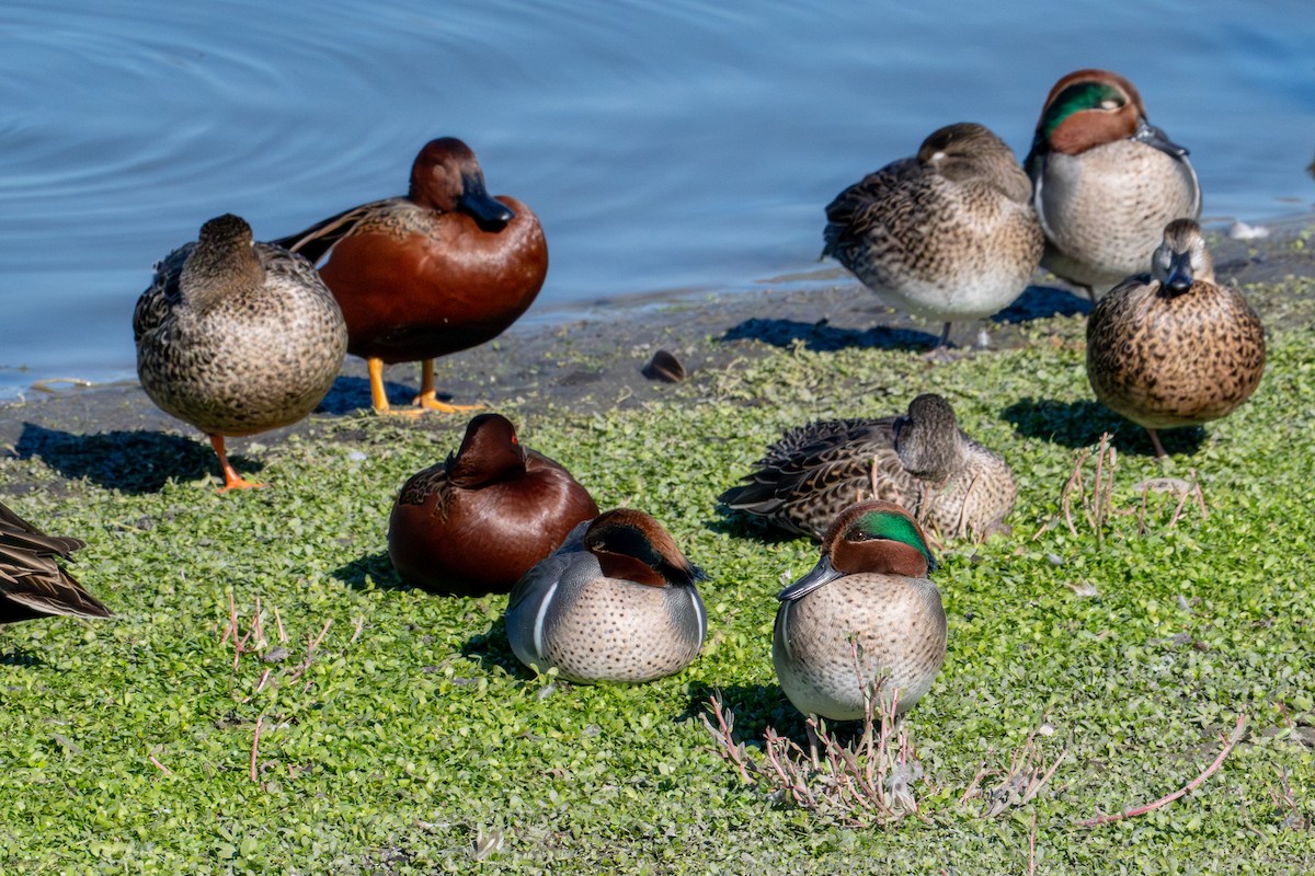 Green-winged Teal - ML646573116