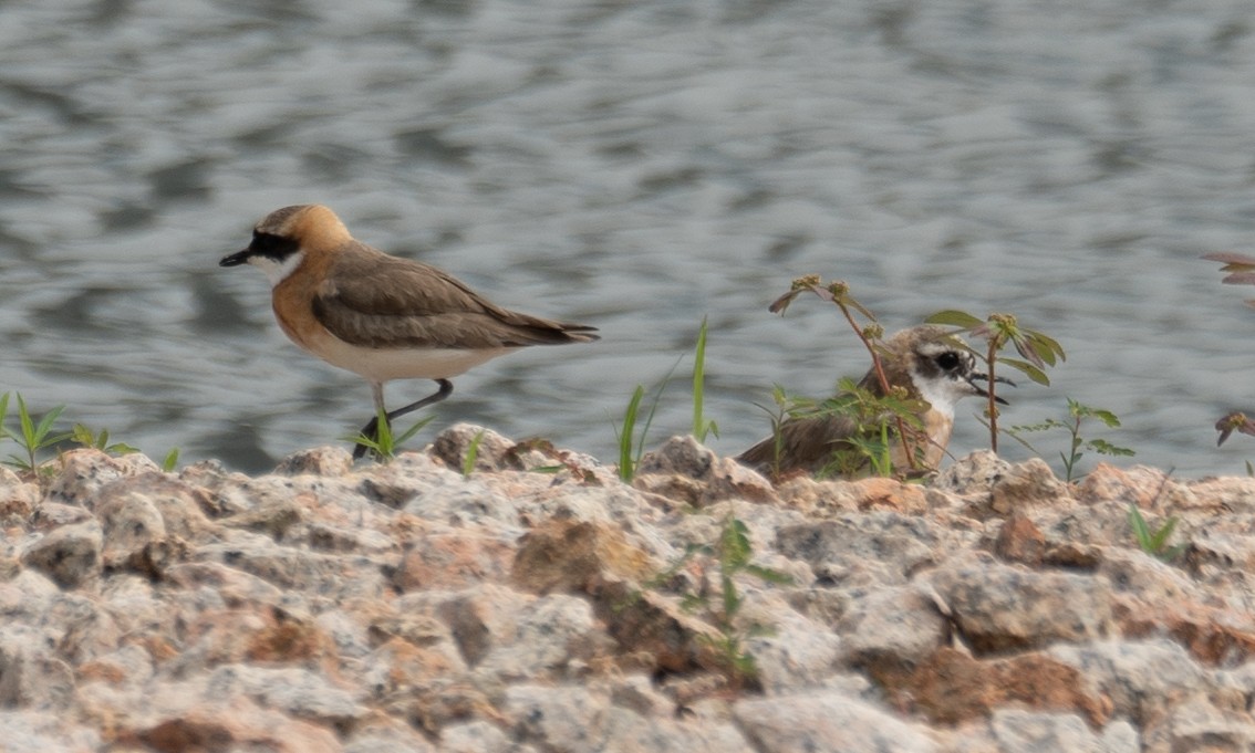 Tibetan Sand-Plover - ML646573118