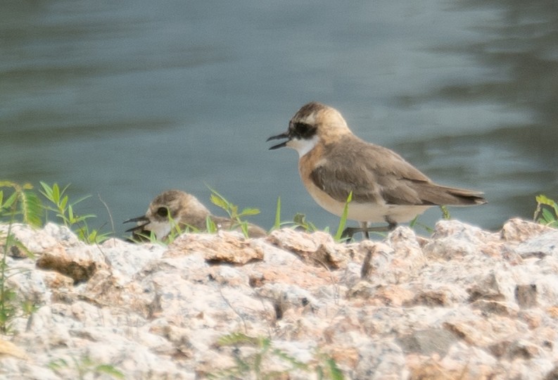 Tibetan Sand-Plover - ML646573119