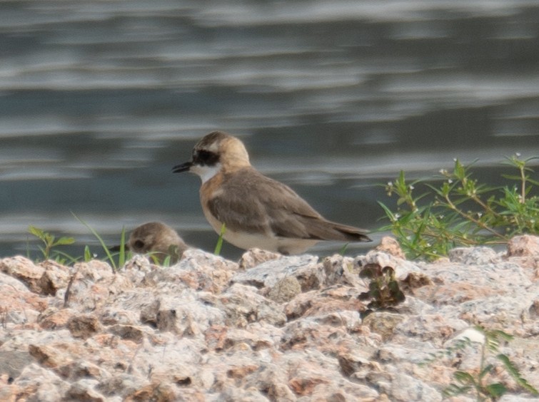 Tibetan Sand-Plover - ML646573120