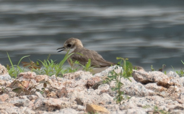 Tibetan Sand-Plover - ML646573121