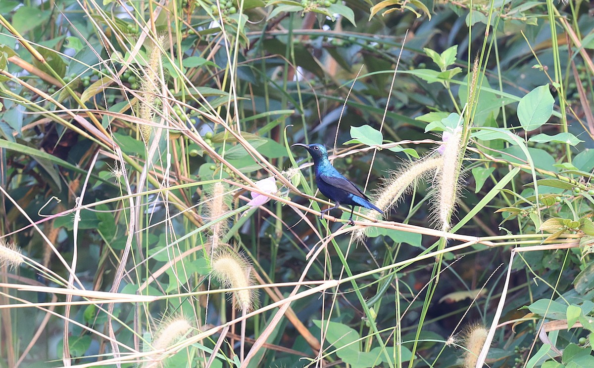 strdimil fialový - ML646573122