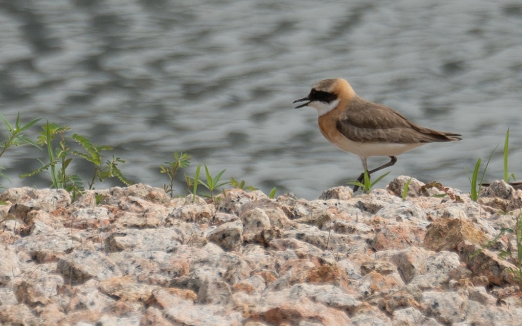 Tibetan Sand-Plover - ML646573124