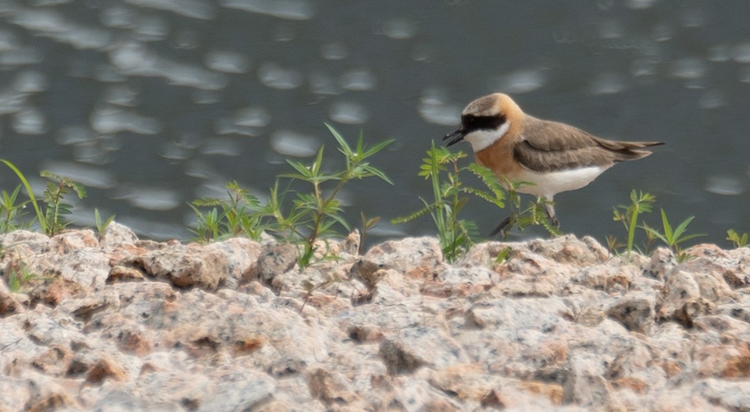 Tibetan Sand-Plover - ML646573125