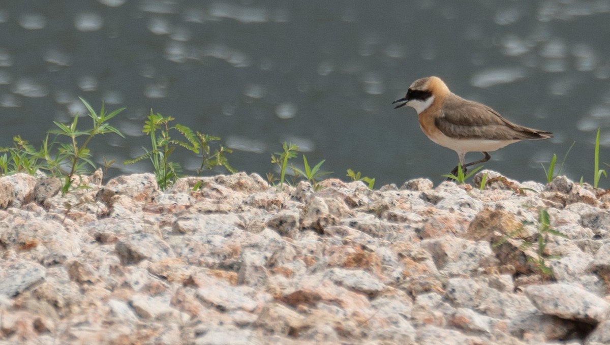 Tibetan Sand-Plover - ML646573126