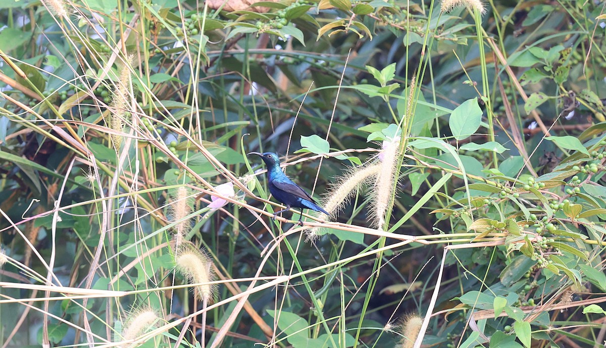 strdimil fialový - ML646573127