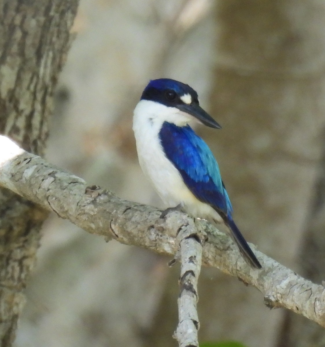 Forest Kingfisher - ML646573128