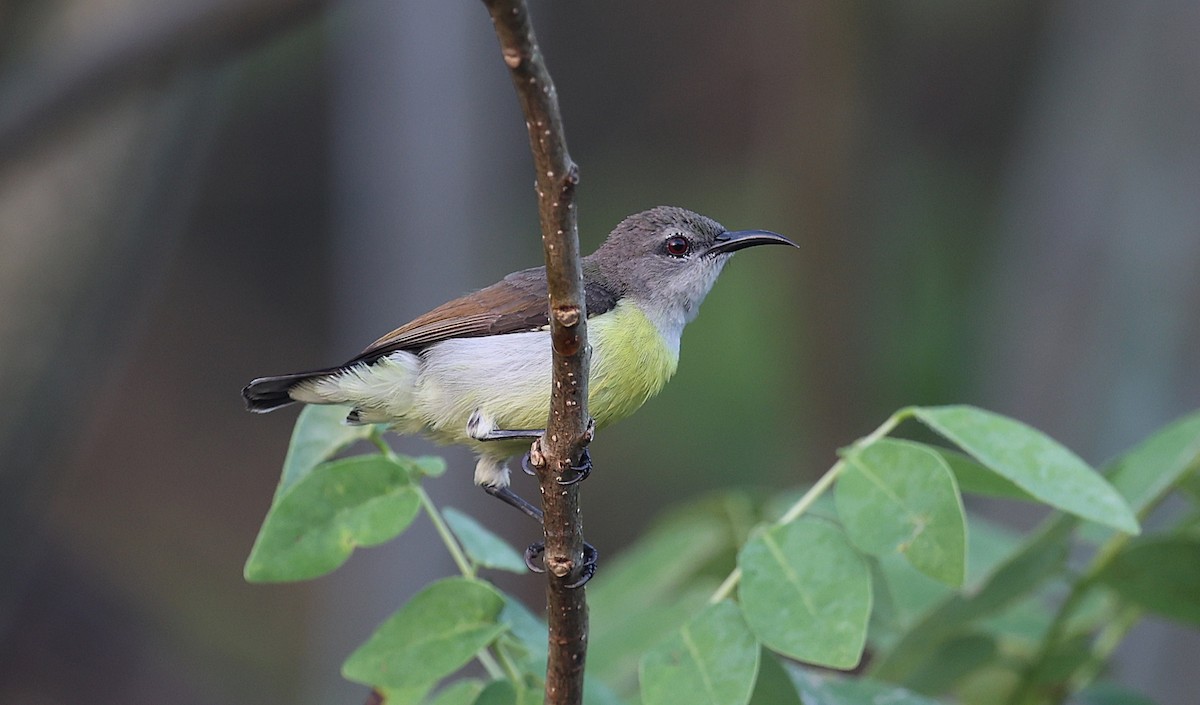 strdimil srílanský - ML646573131