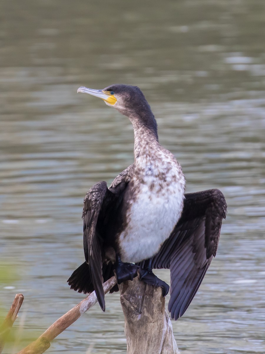 Great Cormorant - ML646573135