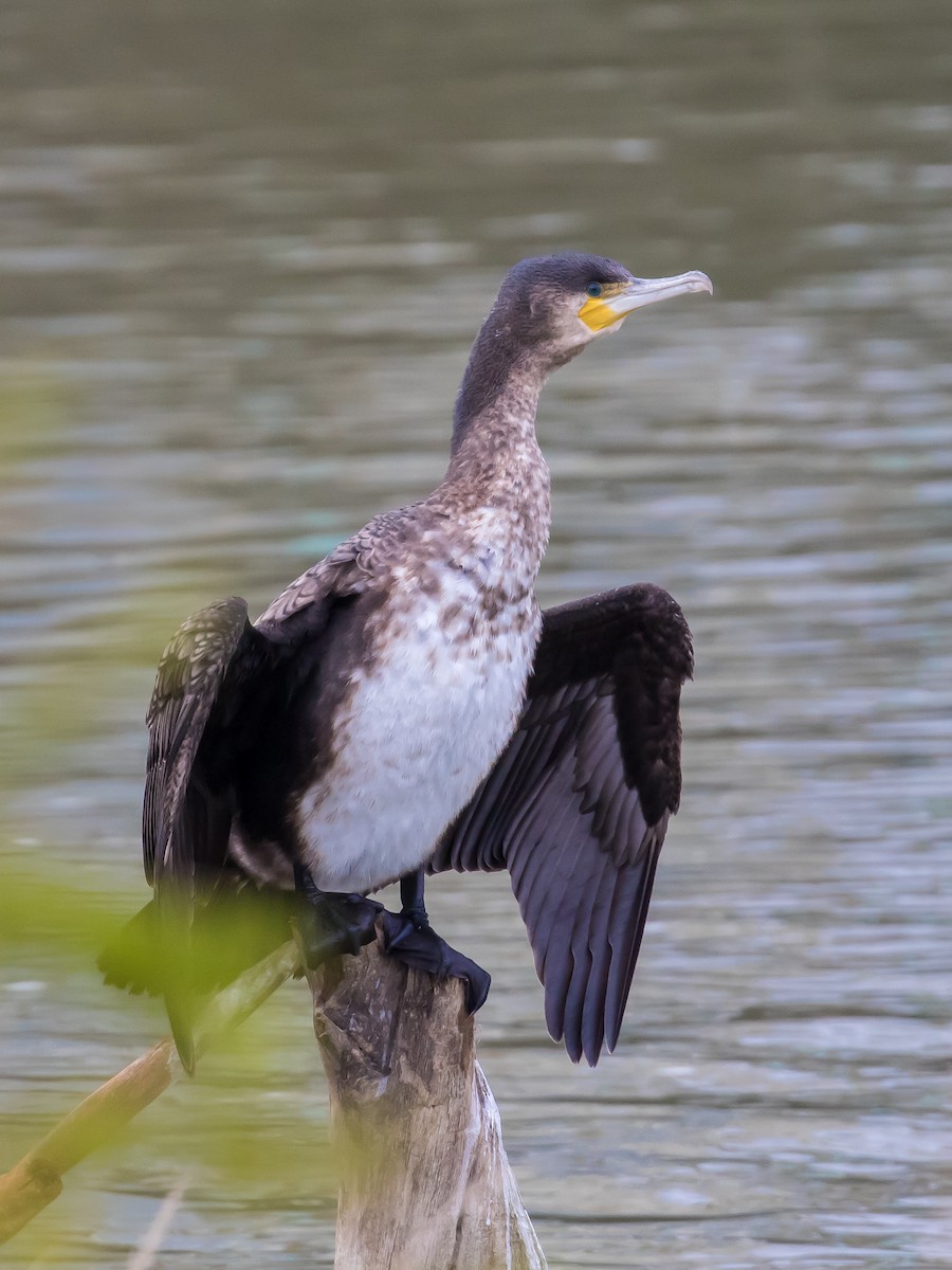 Great Cormorant - ML646573136