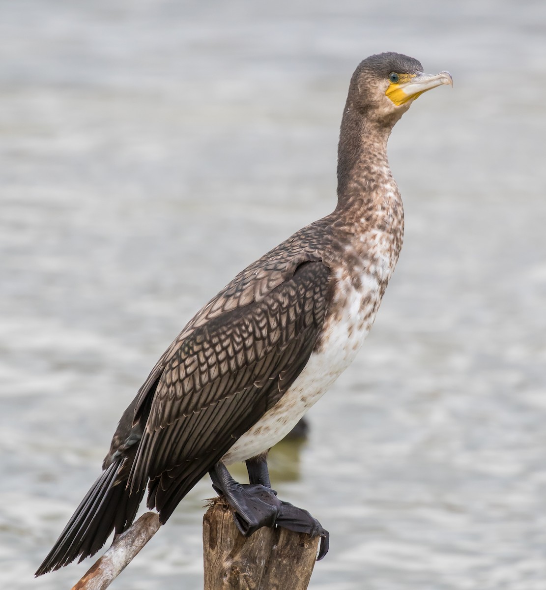 Great Cormorant - ML646573137