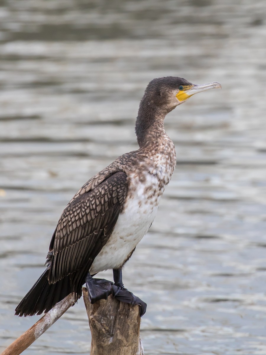 Great Cormorant - ML646573138