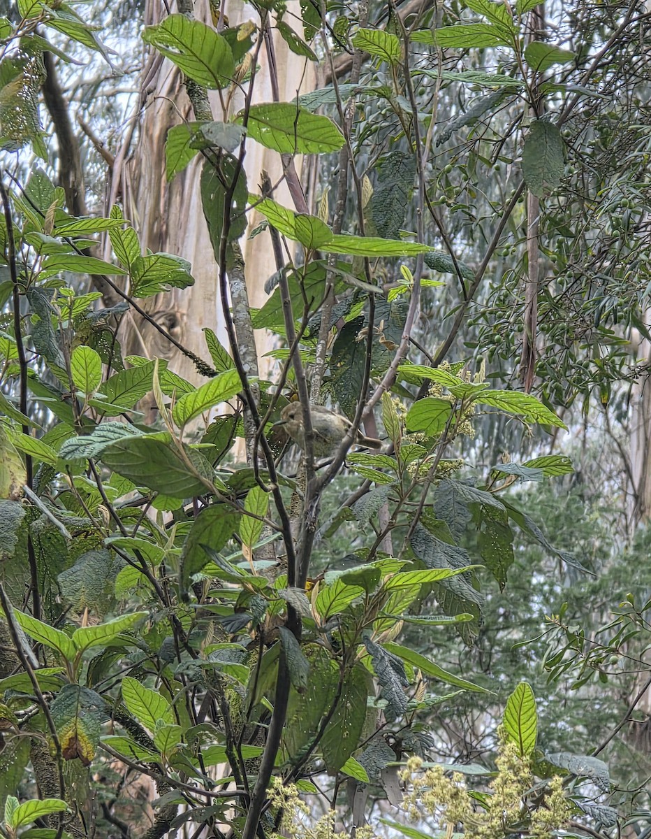 Fahlstirnsericornis - ML646573139