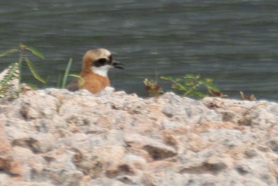Tibetan Sand-Plover - ML646573140