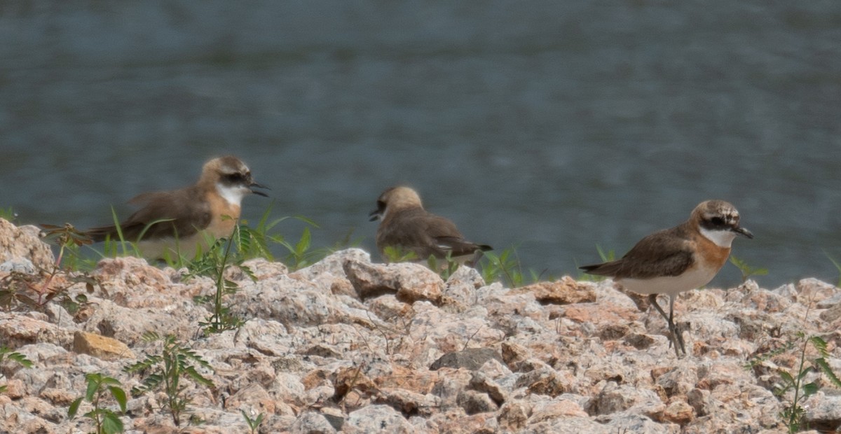 Tibetan Sand-Plover - ML646573141