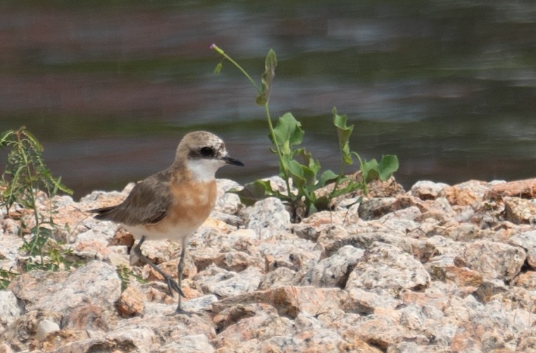 Tibetan Sand-Plover - ML646573142