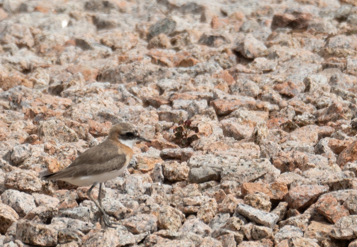 Tibetan Sand-Plover - ML646573143