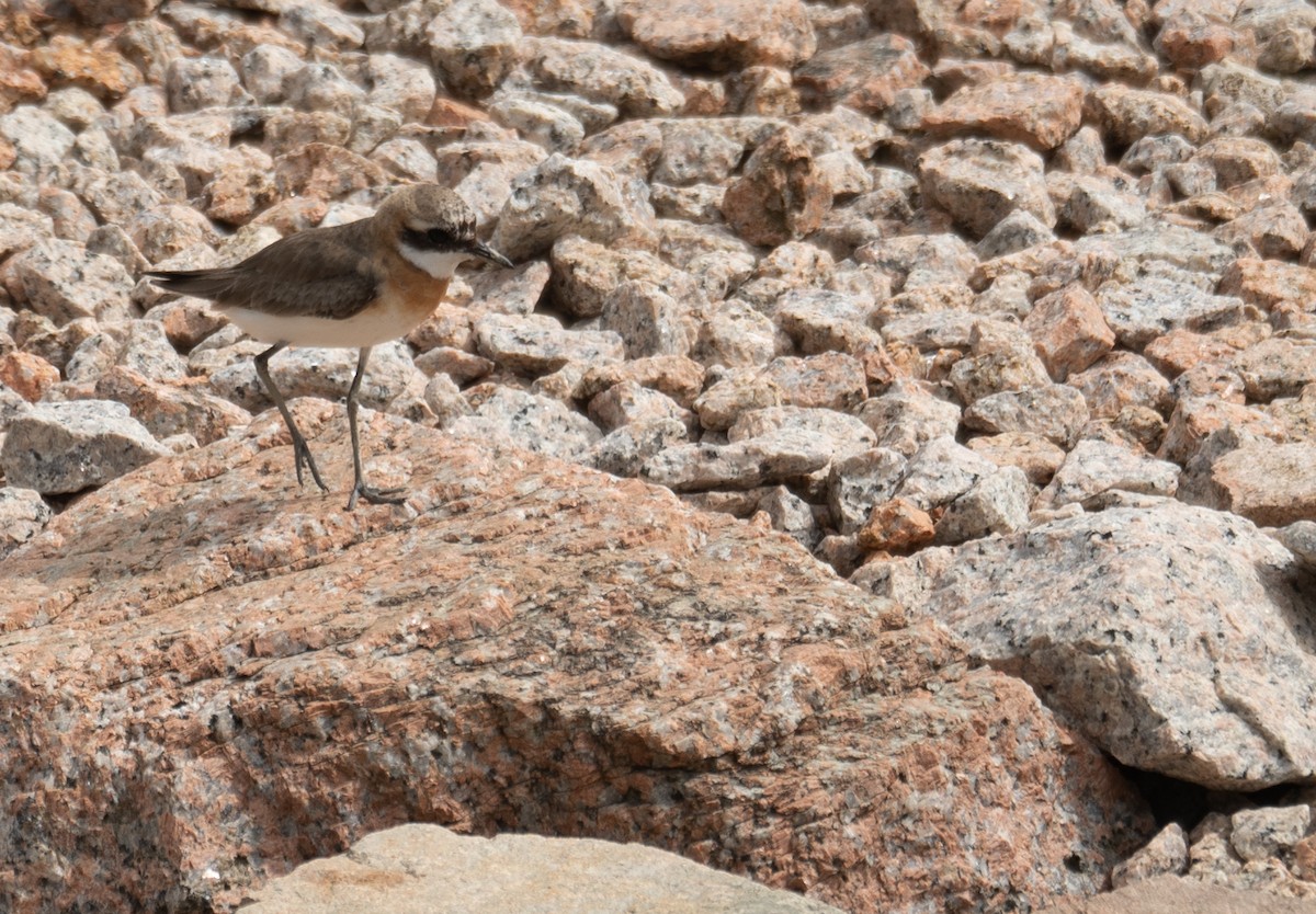 Tibetan Sand-Plover - ML646573144