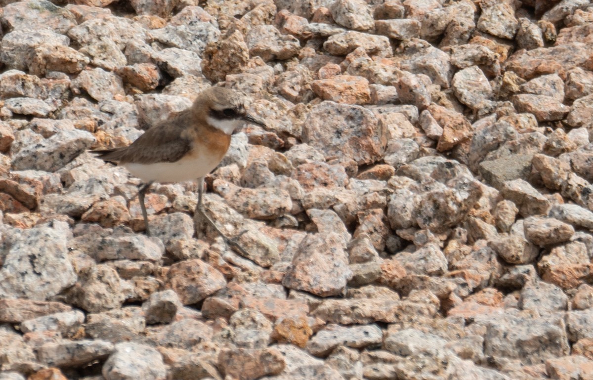 Tibetan Sand-Plover - ML646573145
