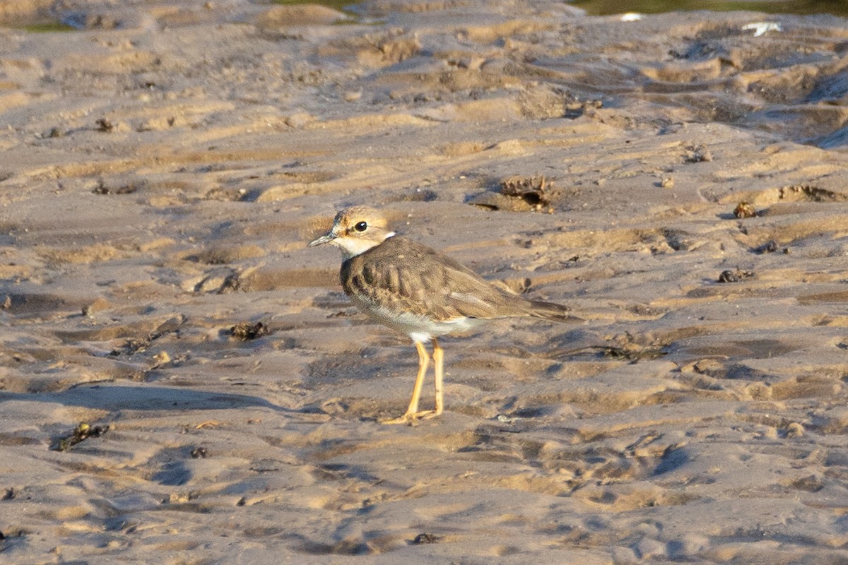 Long-billed Plover - ML646573147