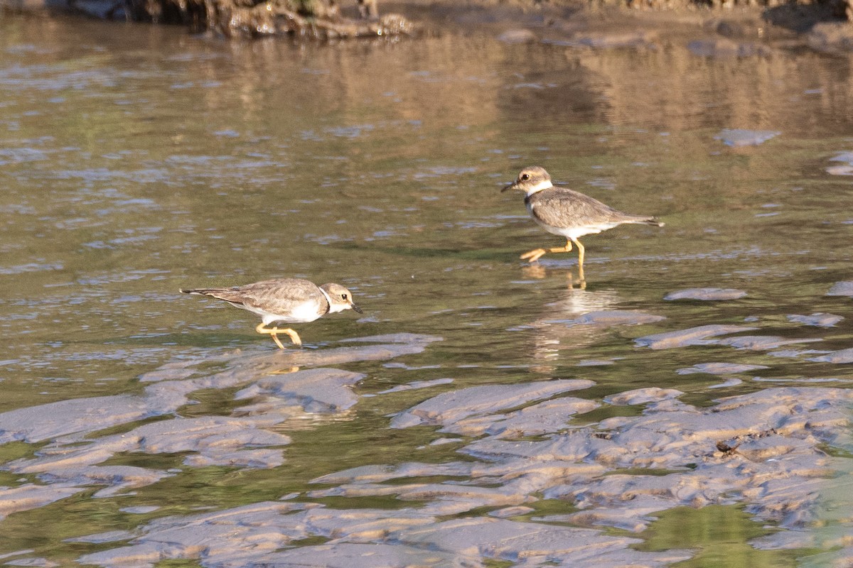 Long-billed Plover - ML646573148