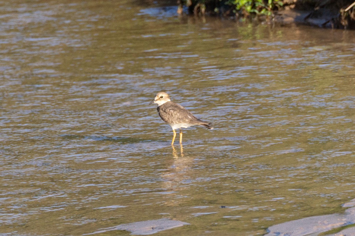 Long-billed Plover - ML646573149