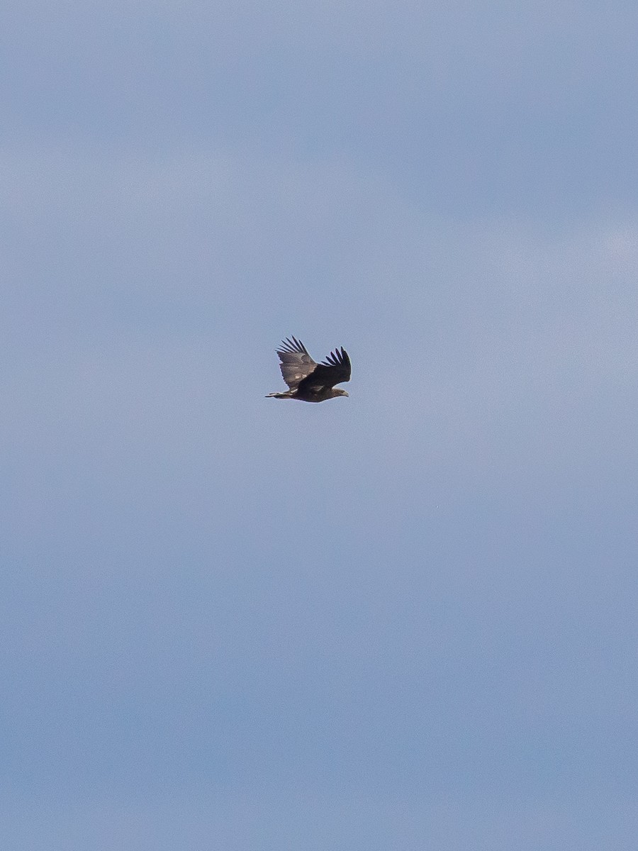 White-tailed Eagle - ML646573150