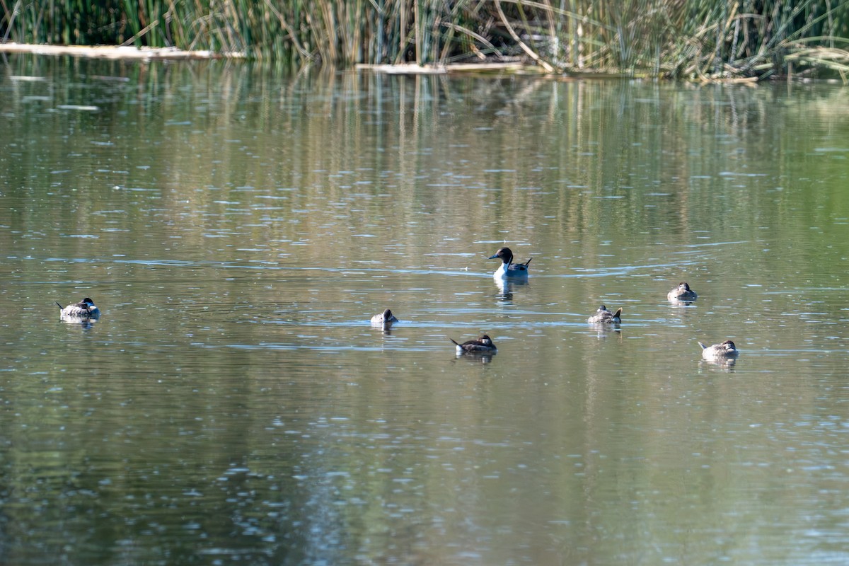 Ruddy Duck - ML646573153