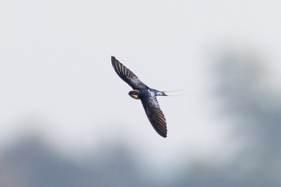 Wire-tailed Swallow - ML646573157