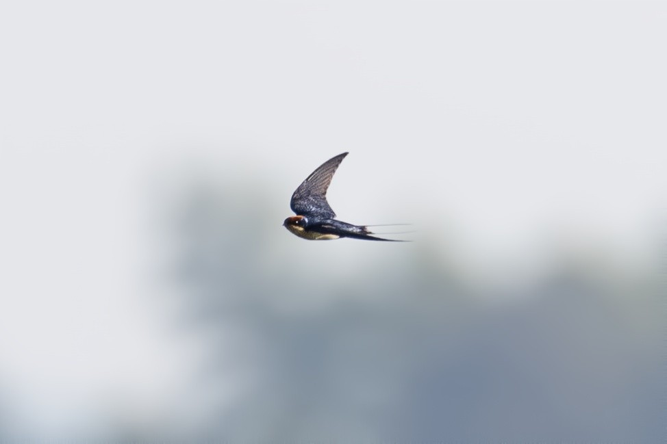 Wire-tailed Swallow - ML646573158