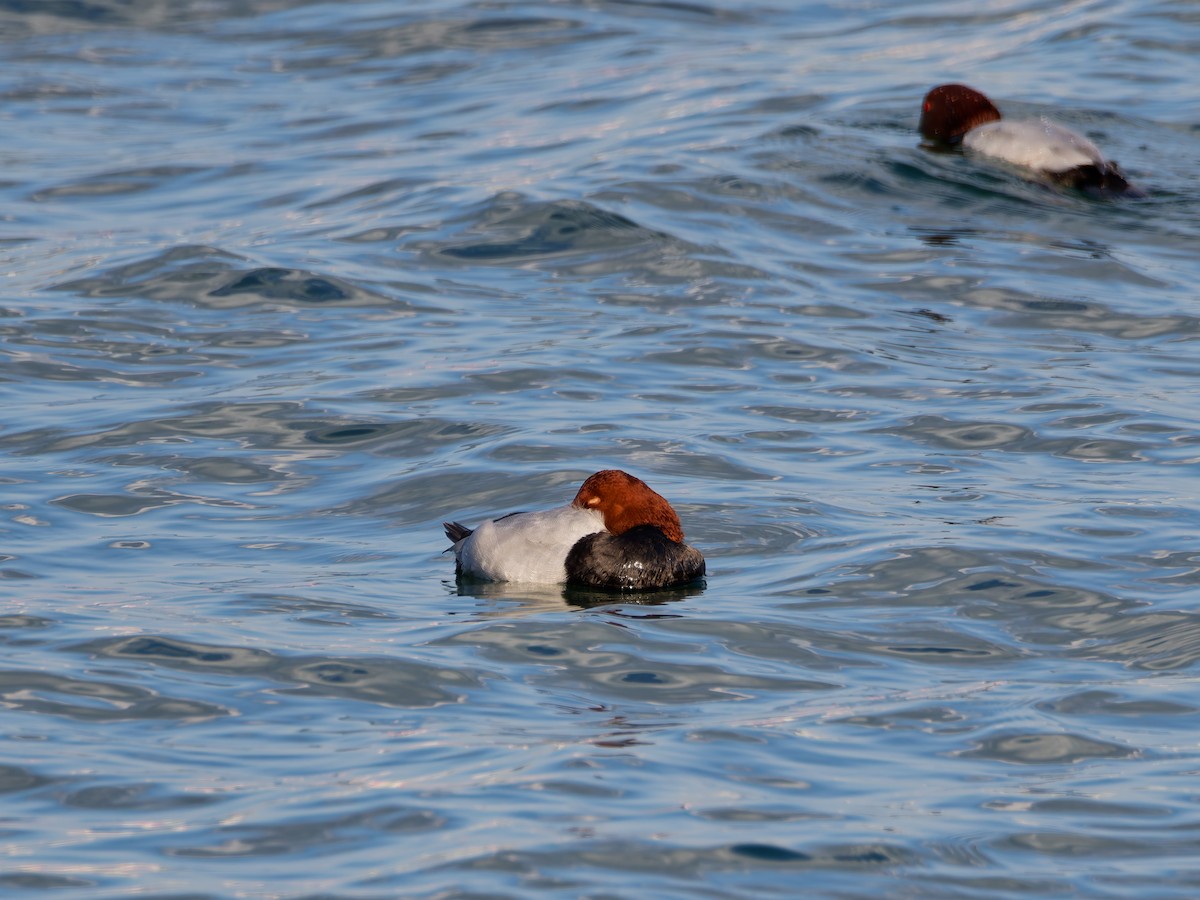 Common Pochard - ML646573159