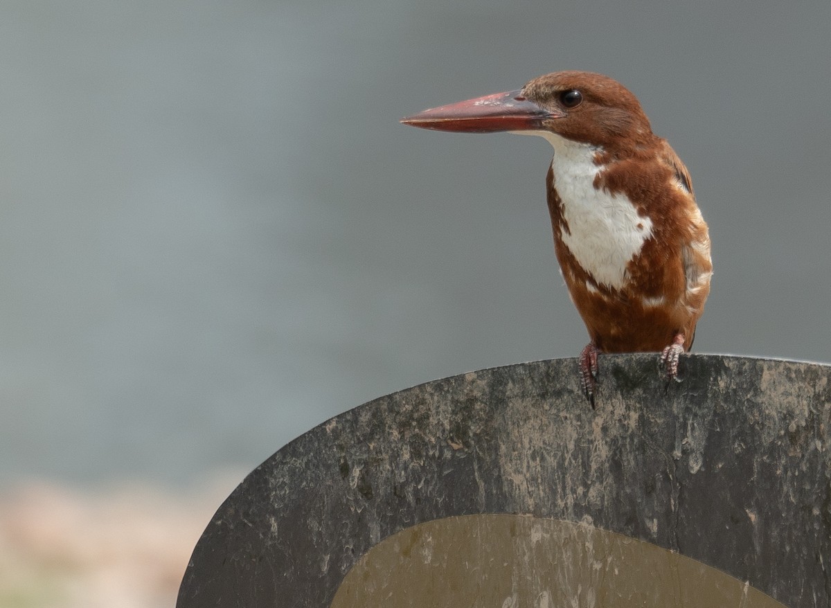 İzmir Yalıçapkını - ML646573160