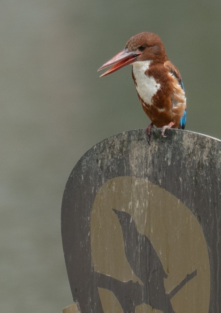 İzmir Yalıçapkını - ML646573161