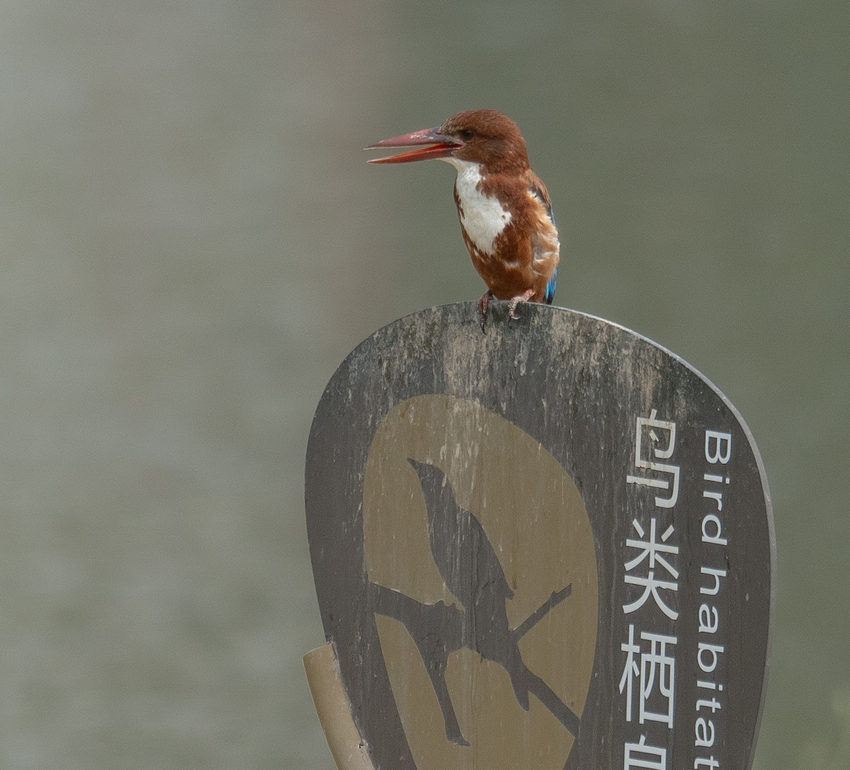 İzmir Yalıçapkını - ML646573162