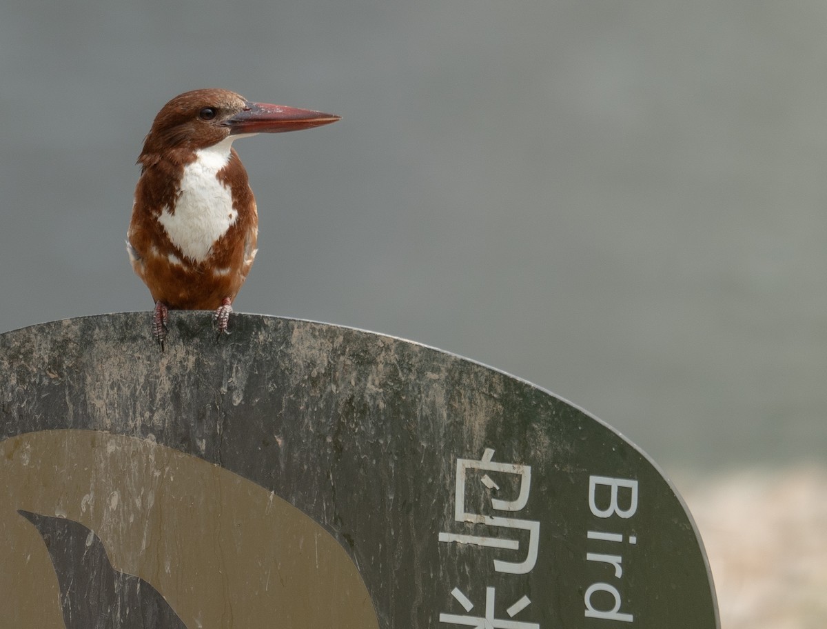 İzmir Yalıçapkını - ML646573163