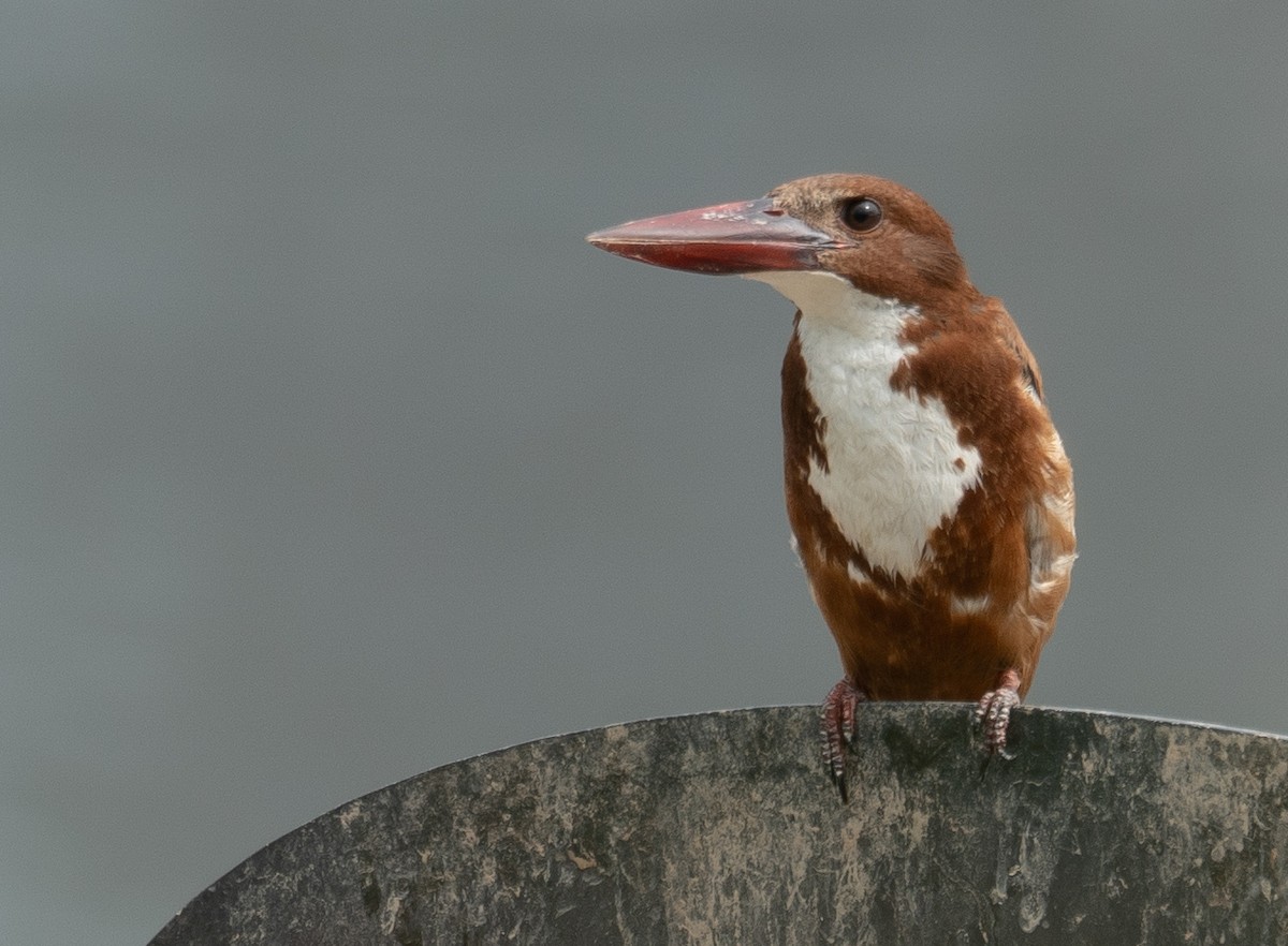 İzmir Yalıçapkını - ML646573164