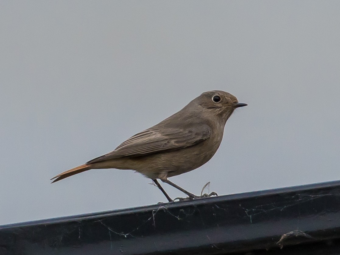 Black Redstart - ML646573166