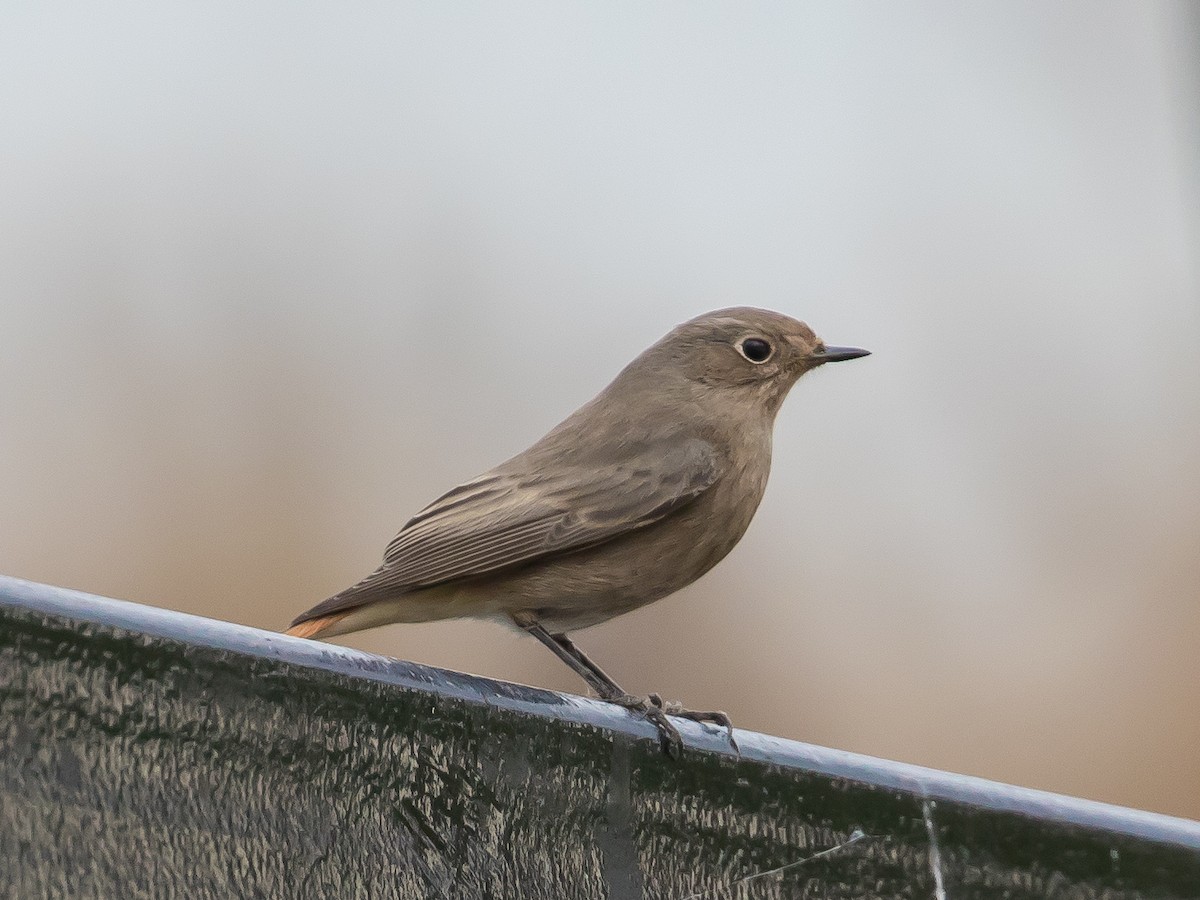 Black Redstart - ML646573167