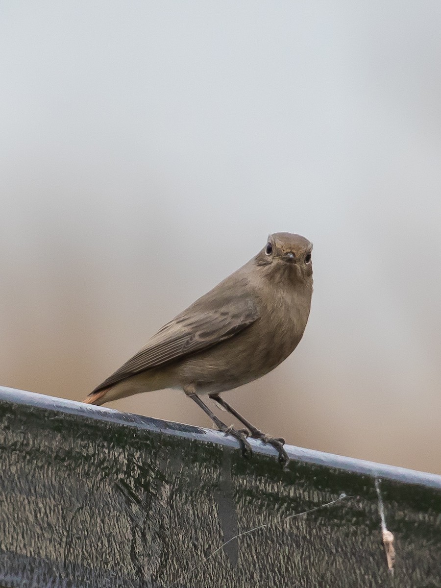 Black Redstart - ML646573168